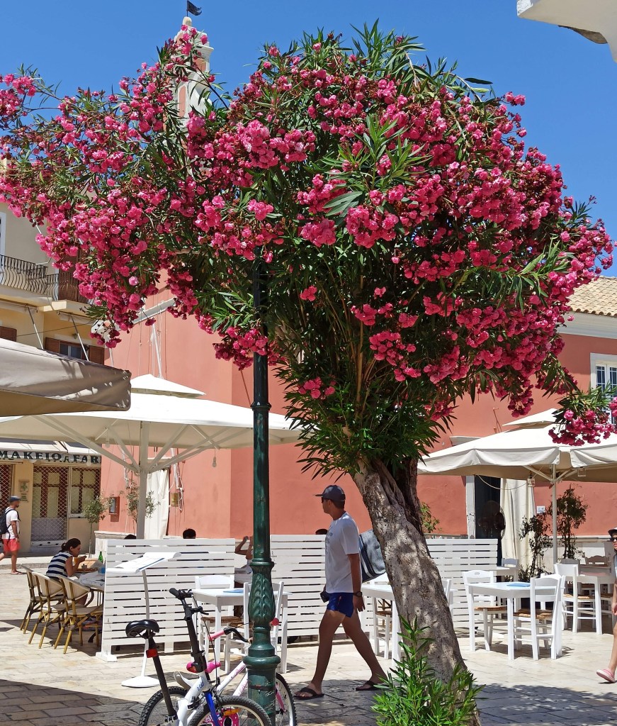 photo of the seaside settlement of Gaios on the island of Paxoi in the Ionian Sea in Western Greece - the photo shows a huge blooming tree